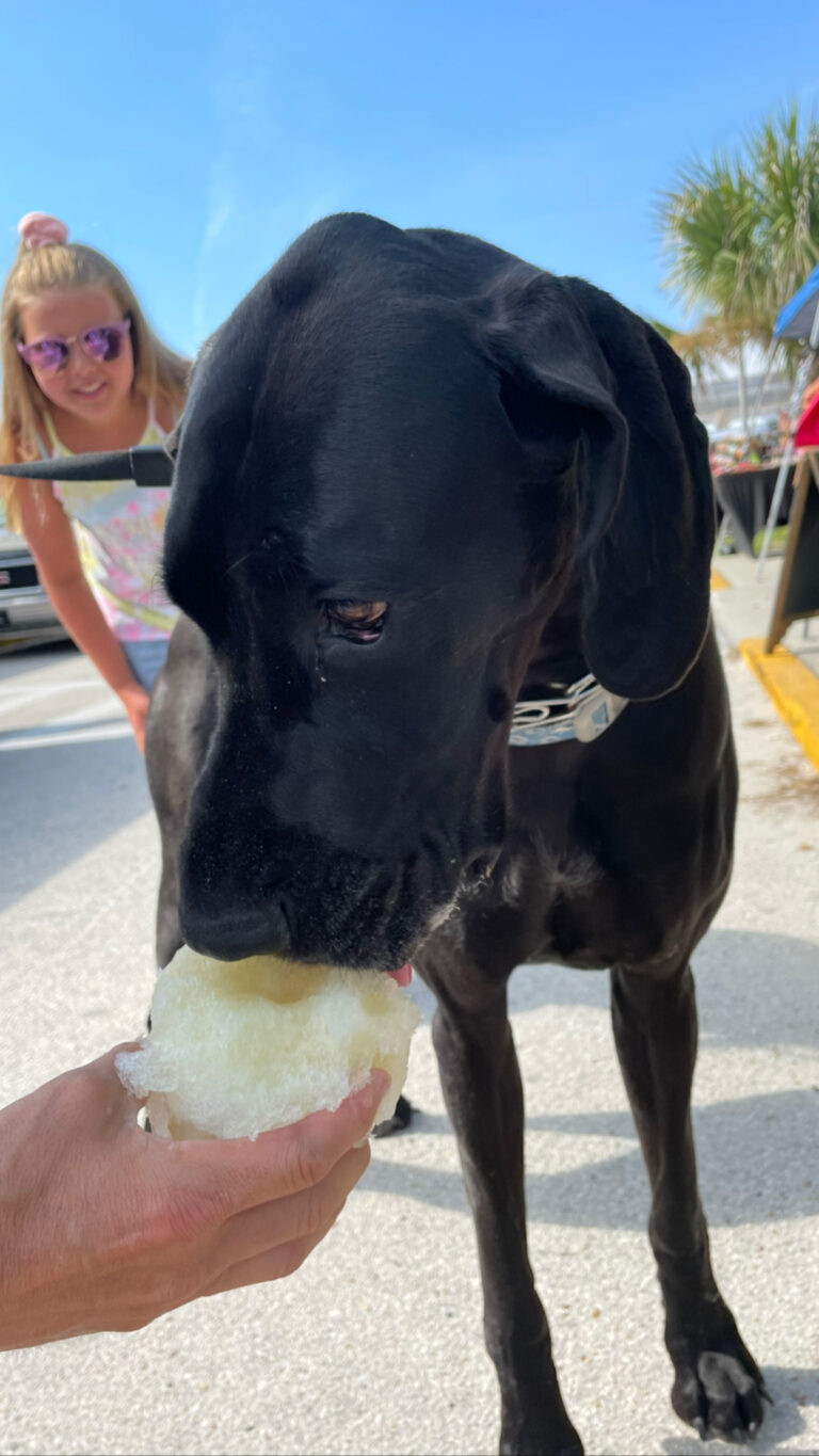 Black lab eating shaved ice with a women in the background..