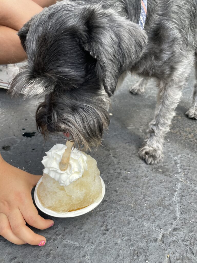 A dog eating shaved ice with whipped cream on top.