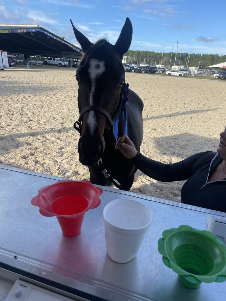 Horse getting some shaved ice from Top Down Shaved Ice.