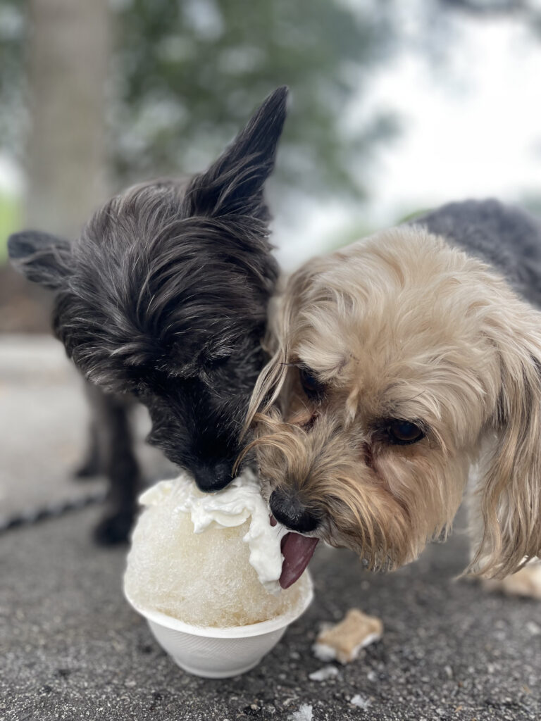 Two dogs eating shaved ice.