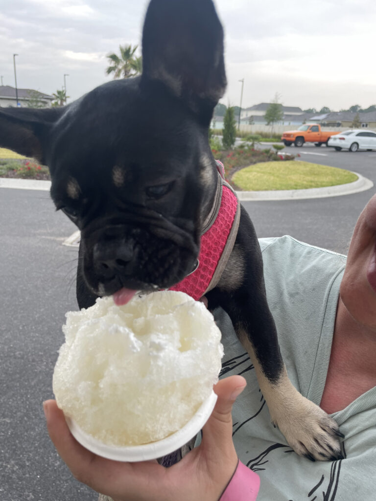 Frenchy bulldog eating shaved ice.